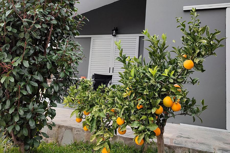 Mesolóngion Socrates Organic Village - Wild Olive מראה חיצוני תמונה